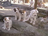 Собаки, щенята Американський бульдог, ціна 2000 Грн., Фото