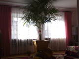 Домашні рослини Пальми, ціна 3500 Грн., Фото