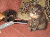 Кішки, кошенята Сибірська, ціна 200 Грн., Фото