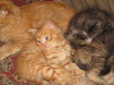 Кішки, кошенята Сибірська, ціна 200 Грн., Фото