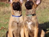 Собаки, щенки Бельгийская овчарка (Малинуа), цена 15000 Грн., Фото