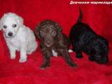 Собаки, щенки Малый пудель, цена 800 Грн., Фото