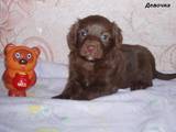 Собаки, щенки Малый пудель, цена 800 Грн., Фото