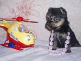 Собаки, щенки Австралийский шелковистый терьер, цена 1000 Грн., Фото