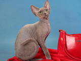 Кошки, котята Девон-рекс, цена 4000 Грн., Фото