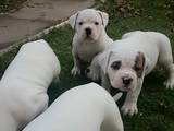 Собаки, щенки Американский бульдог, цена 3500 Грн., Фото