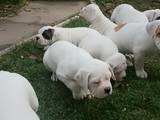 Собаки, щенки Американский бульдог, цена 3500 Грн., Фото