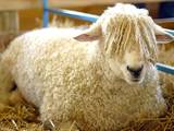 Животноводство,  Сельхоз животные Бараны, овцы, цена 30 Грн., Фото