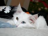 Кішки, кошенята Турецька Ангора, Фото