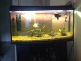 Рибки, акваріуми Акваріуми і устаткування, ціна 900 Грн., Фото
