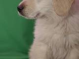 Собаки, щенята Леонбергер, ціна 2000 Грн., Фото
