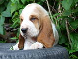 Собаки, щенки Бассет, цена 3000 Грн., Фото