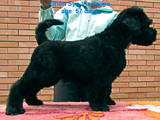 Собаки, щенята Чорний тер'єр, ціна 4000 Грн., Фото