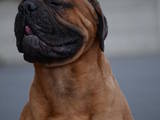 Собаки, щенята Бульмастиф, ціна 7000 Грн., Фото