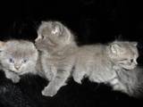 Кішки, кошенята Сибірська, Фото