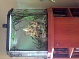 Рибки, акваріуми Акваріуми і устаткування, ціна 2500 Грн., Фото