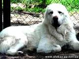 Собаки, щенята Середньоазіатська вівчарка, ціна 7500 Грн., Фото