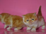 Кошки, котята Экзотическая короткошерстная, цена 1500 Грн., Фото
