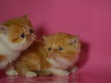 Кішки, кошенята Екзотична короткошерста, ціна 1500 Грн., Фото