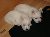 Собаки, щенята Вестхайленд уайт тер'єр, ціна 7000 Грн., Фото