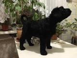 Собаки, щенята Чорний тер'єр, ціна 7000 Грн., Фото