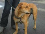Собаки, щенята Мальоркскій бульдог (Ка Де Бо), ціна 10000 Грн., Фото