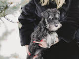 Собаки, щенята Цвергшнауцер, ціна 3600 Грн., Фото