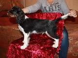 Собаки, щенята Кавалер-кинг-чарльз спаніель, ціна 8000 Грн., Фото