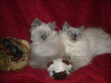 Кішки, кошенята Highland Fold, ціна 500 Грн., Фото