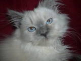 Кошки, котята Хайленд Фолд, цена 500 Грн., Фото