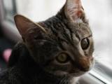 Кішки, кошенята Європейська короткошерста, Фото