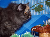 Кошки, котята Экзотическая короткошерстная, цена 2500 Грн., Фото