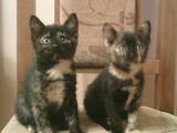 Кішки, кошенята Різне, ціна 10 Грн., Фото