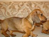 Собаки, щенки Гладкошерстная миниатюрная такса, цена 1200 Грн., Фото