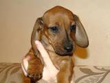 Собаки, щенята Гладкошерста мініатюрна такса, ціна 1200 Грн., Фото