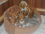 Собаки, щенки Басенджи, цена 8700 Грн., Фото