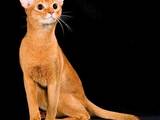 Кошки, котята Абиссинская, цена 3000 Грн., Фото