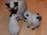 Кішки, кошенята Меконгській бобтейл, ціна 2000 Грн., Фото