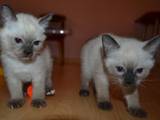 Кошки, котята Меконгский бобтейл, цена 2000 Грн., Фото