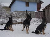Собаки, щенки Восточно-Европейская овчарка, цена 3500 Грн., Фото