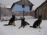 Собаки, щенки Восточно-Европейская овчарка, цена 3500 Грн., Фото