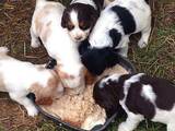Собаки, щенки Английский спрингер спаниель, цена 3200 Грн., Фото