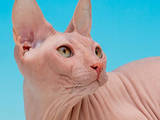 Кошки, котята Спаривание, цена 1500 Грн., Фото