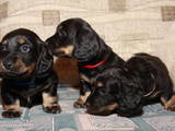 Собаки, щенки Длинношерстная такса, цена 1500 Грн., Фото