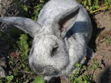 Тваринництво,  Сільгосп тварини Кролики, Нутрії, ціна 160 Грн., Фото