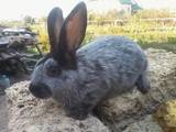 Тваринництво,  Сільгосп тварини Кролики, Нутрії, ціна 160 Грн., Фото