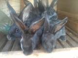 Животноводство,  Сельхоз животные Кролики, Нутрии, цена 160 Грн., Фото