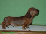 Собаки, щенки Гладкошерстная миниатюрная такса, цена 4500 Грн., Фото