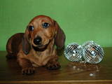 Собаки, щенята Гладкошерста мініатюрна такса, ціна 4500 Грн., Фото
