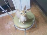 Кошки, котята Канадский сфинкс, цена 500 Грн., Фото